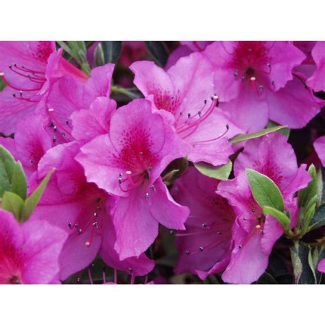 1 gallon azalea|1 gallon azalea plants.